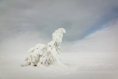 Polonya 'nın dev dağlarında karla kaplı ağaçlar