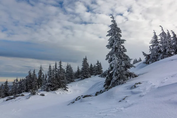 Árboles cubiertos de nieve en las montañas gigantes, Polonia — Foto de Stock