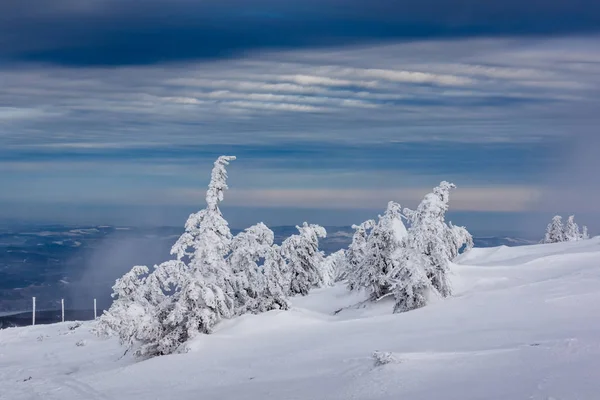 Snötäckta träd i Giant Mountains, Polen — Stockfoto