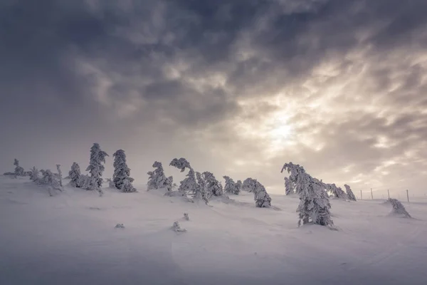 Snötäckta träd i Giant Mountains, Polen — Stockfoto