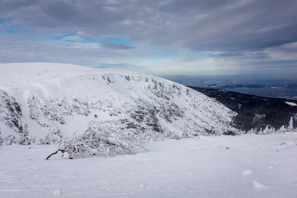 Snötäckta träd i Giant Mountains, Polen — Stockfoto