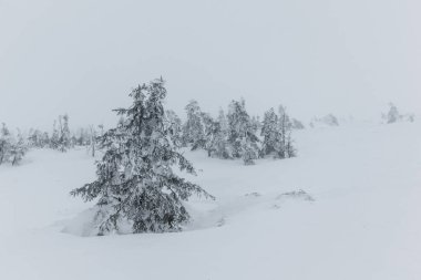 Karkonosze Dağı, Sudety, Polonya 'da karla kaplı ağaçlar