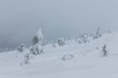 Karkonosze Dağı, Sudety, Polonya 'da karla kaplı ağaçlar