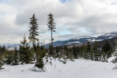 Karkonosze Dağı, Sudety 'deki kış ormanı boyunca patika., 