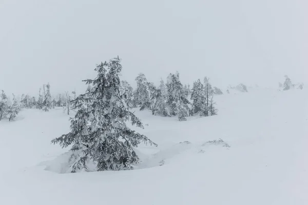 Träd täckta med snö i Karkonosze berg, Plötslighet, Polen — Stockfoto