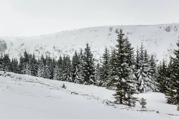 Sendero a través del bosque de invierno en la montaña Karkonosze, Sudety , — Foto de Stock