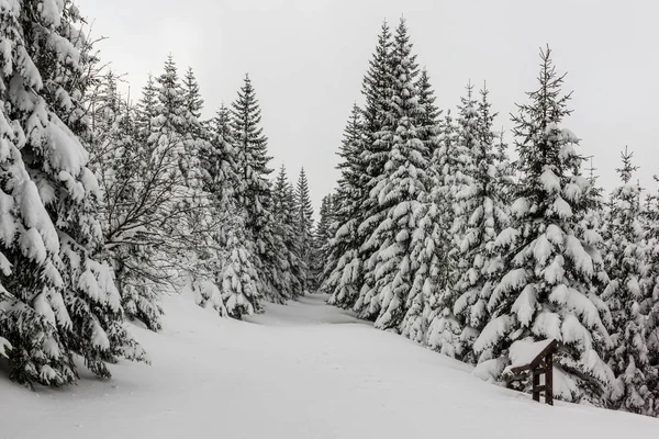 Sendero a través del bosque de invierno en la montaña Karkonosze, Sudety , — Foto de Stock