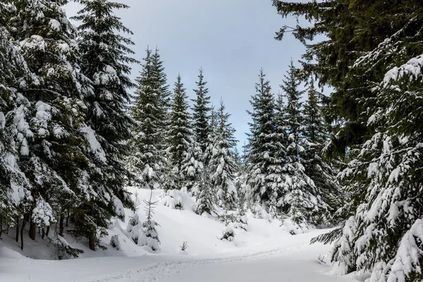 Sendero a través del bosque de invierno en la montaña Karkonosze, Sudety , — Foto de Stock