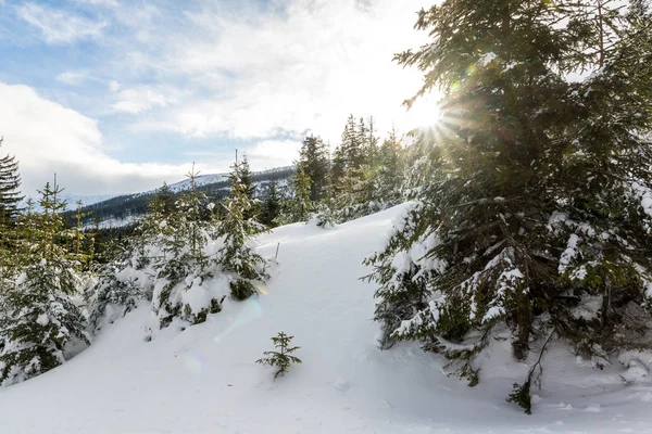 Sendero a través del bosque de invierno en la montaña Karkonosze, Sudety , — Foto de Stock