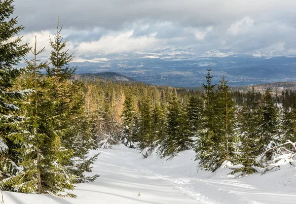 Sendero a través del bosque de invierno en la montaña Karkonosze, Sudety , — Foto de Stock