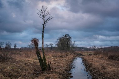 Nadarzyn yakınlarında bulutlu bir günde Utrata nehrinin üzerinde yapayalnız bir ağaç.
