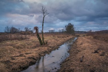 Nadarzyn yakınlarında bulutlu bir günde Utrata nehrinin üzerinde yapayalnız bir ağaç.