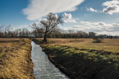 Polonya, Mniszew yakınlarındaki nehirde yapayalnız bir ağaç.