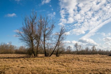 Pilica nehir vadisinde ağaçlar güneşli bir günde Mniszew, Pola yakınlarında
