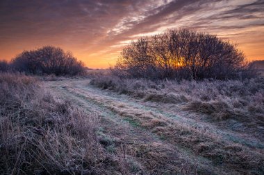 Oborskie Meadows, Konstancin Jez 'de soğuk bir sabah boyunca yol