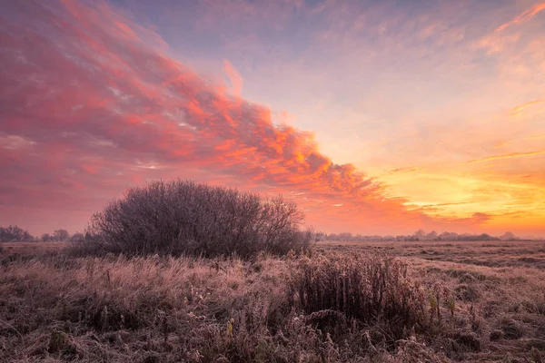 Hoarfrost na louce v Oborských lukách, Konstancin Jeziorna — Stock fotografie