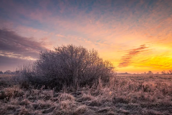 Hoarfrost na louce v Oborských lukách, Konstancin Jeziorna — Stock fotografie