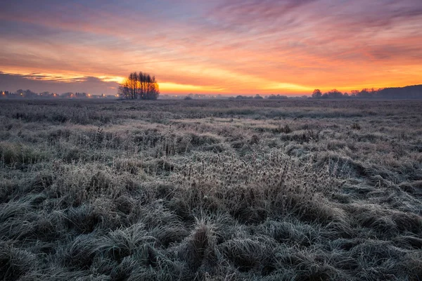 Hoarfrost in the meadows, Konstancin Jeziorna — стокове фото