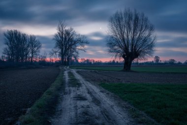 Tarlada yol ve geceleri Konsta yakınlarında büyüyen yalnız söğüt ağacı.