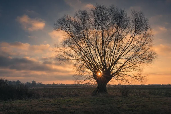 Salida del sol sobre el sauce solitario en el campo cerca de Konstancin-Jezi — Foto de Stock