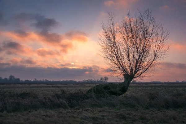 Nascer do sol sobre o salgueiro solitário no campo perto de Konstancin-Jezi — Fotografia de Stock