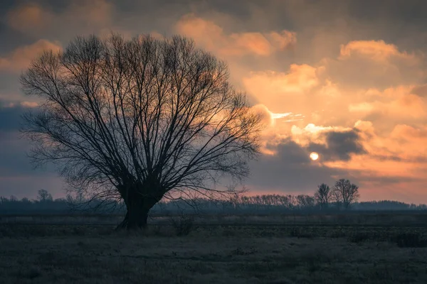 Salida del sol sobre el sauce solitario en el campo cerca de Konstancin-Jezi — Foto de Stock