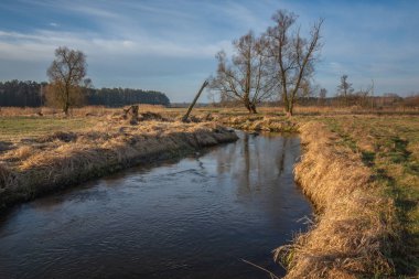 Polonya, Piaseczno yakınlarındaki Jeziorka vadisindeki çayırda sabah.