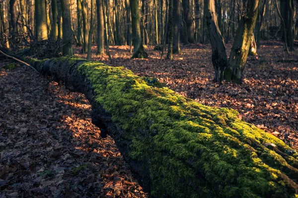Árbol cubierto de musgo en una reserva Pilawski Grad cerca de Piasec — Foto de Stock
