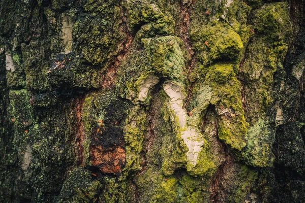 Fond naturel - Écorce sur le bouleau — Photo