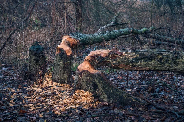 Árvores mordidas por castores na floresta em Zalesie Gorne perto de Piaseczn — Fotografia de Stock