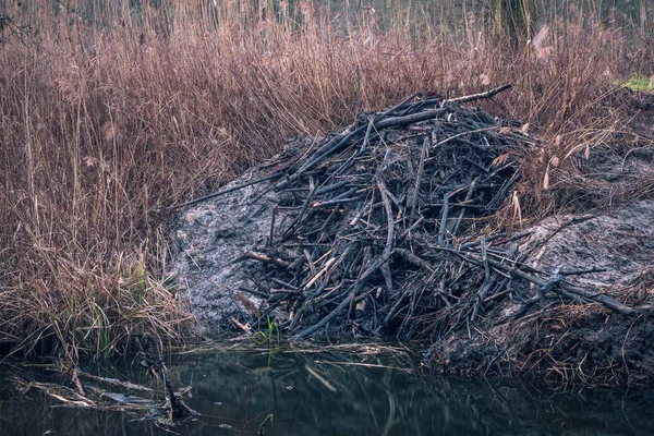 Domki bobrowe nad rzeką w Zalesiu Gornym koło Piaseczna, Pola — Zdjęcie stockowe