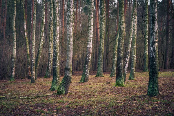 Forêt de bouleaux en automne à Zalesie Gorne près de Piaseczno, Pologne — Photo
