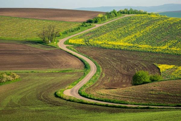 Моравські Поля Навесні Біля Селища Карлін Ходонін Чехія — стокове фото