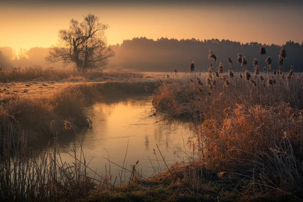 Mistige Ochtend Jeziorka Vallei Bij Zonsopgang Bij Piaseczno Polen — Stockfoto