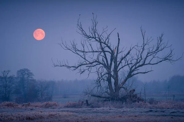 Volle Maan Jeziorka Vallei Eenzame Boom Bij Piaseczno Polen — Stockfoto