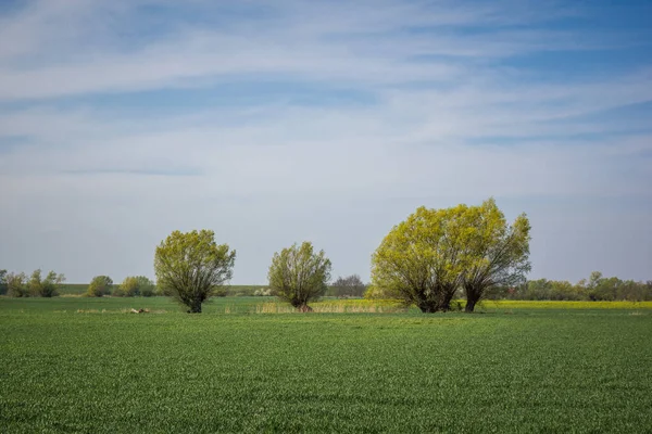 Landskap Med Blommande Pil Och Våldtäkt Solig Dag Någonstans Kociewie — Stockfoto