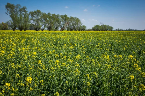 Paisaje Con Sauce Floreciente Violación Día Soleado Algún Lugar Kociewie — Foto de Stock