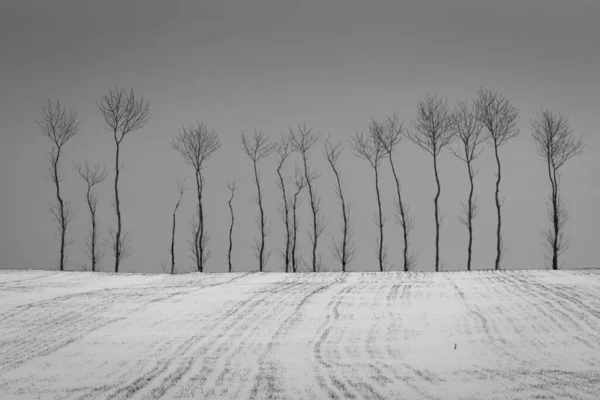 Landschaft Mit Einsamen Bäumen Und Feld Bewölkten Wintertagen Irgendwo Polen — Stockfoto