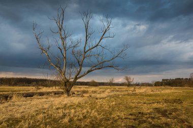 Masovia, Polonya 'da güneşli bir günde ağaç ve çayır manzarası