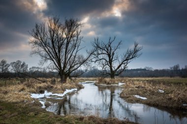 Bulutlu bir günde Jeziorka nehrinin üzerindeki yalnız ağaçların manzarası