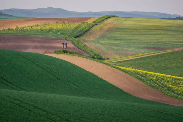 Chech共和国Karlin附近春天的Moravian油田和草地 — 图库照片