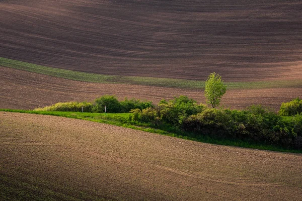 Moravian Fields Meadows Spring Karlin Chech Republic — Stock Photo, Image