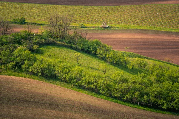 チェコ共和国カルリン近郊の春のモラヴィア畑と牧草地 — ストック写真