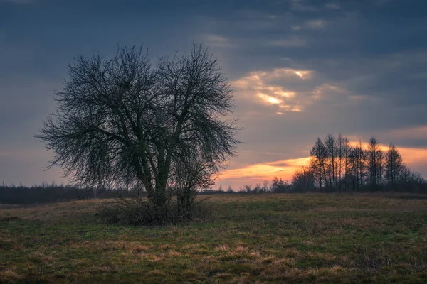 Puesta Sol Sobre Árbol Pantano Calowanie Celestynow Polonia — Foto de Stock