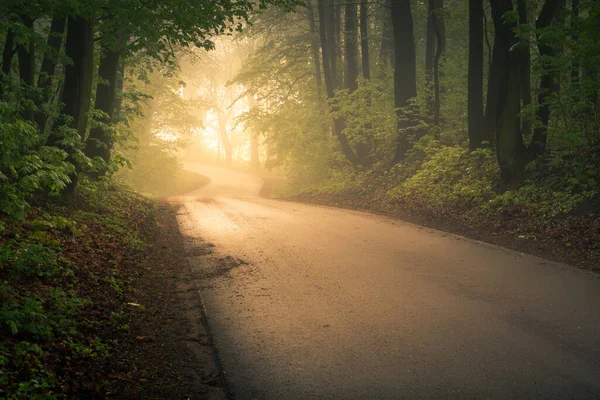 Vägen Genom Skogen Dimmig Morgon Nära Konstancin Jeziorna Mazowieckie Polen — Stockfoto