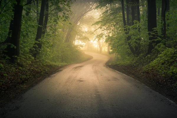 Vägen Genom Skogen Dimmig Morgon Nära Konstancin Jeziorna Mazowieckie Polen — Stockfoto