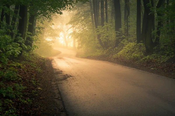 Straße Durch Den Wald Einem Nebligen Morgen Der Nähe Von lizenzfreie Stockfotos