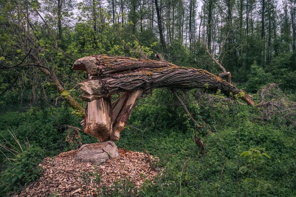 Árvore Derrubada Por Castores Vale Jeziorka Perto Piaseczno Polónia — Fotografia de Stock