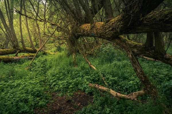 Árboles Caídos Bosque Durante Mañana Primavera Valle Jeziorka Cerca Piaseczno — Foto de Stock