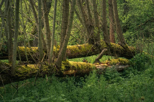 Árvores Caídas Floresta Durante Manhã Primavera Vale Jeziorka Perto Piaseczno — Fotografia de Stock